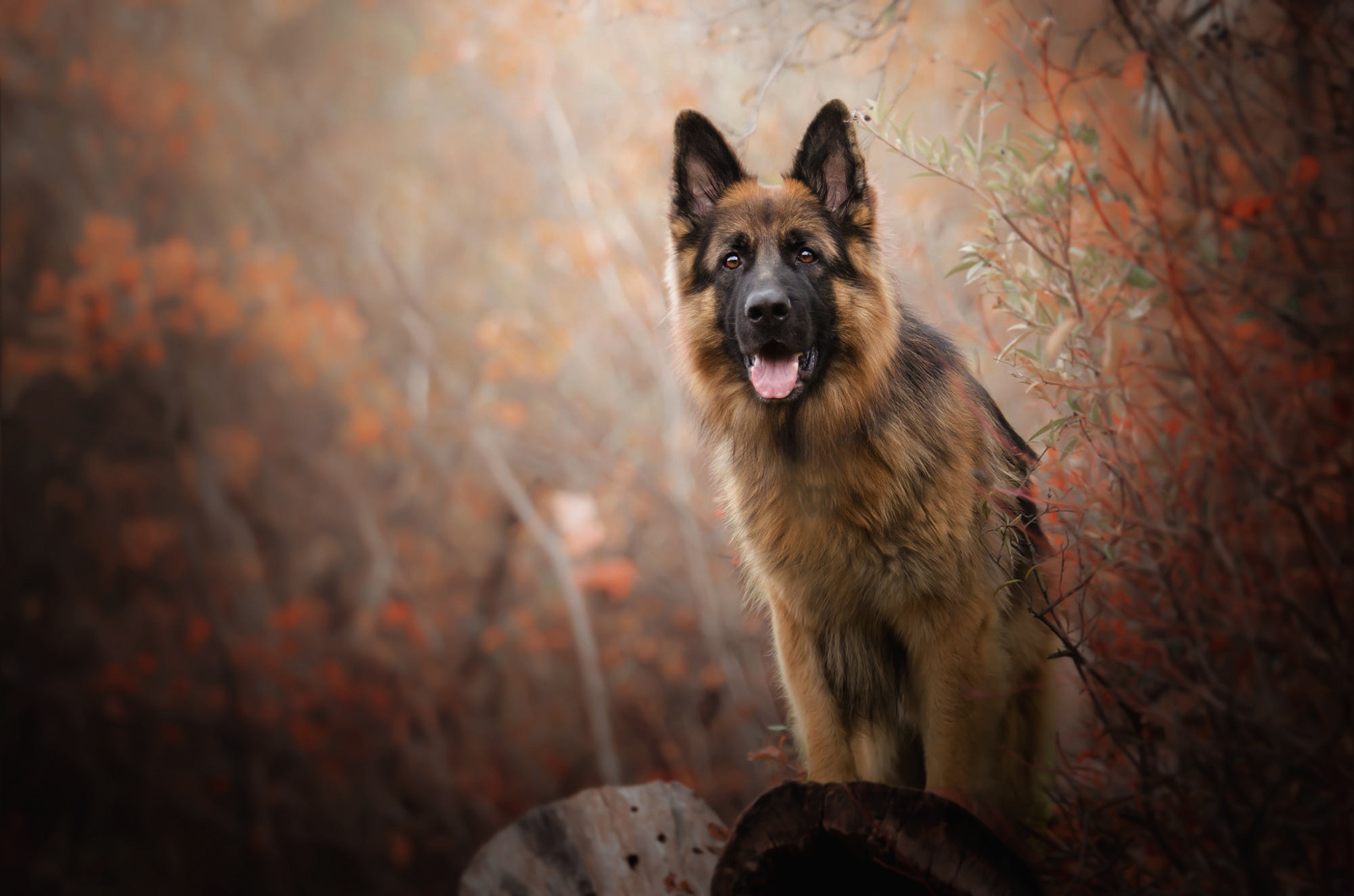 Download Dog Animal German Shepherd HD Wallpaper