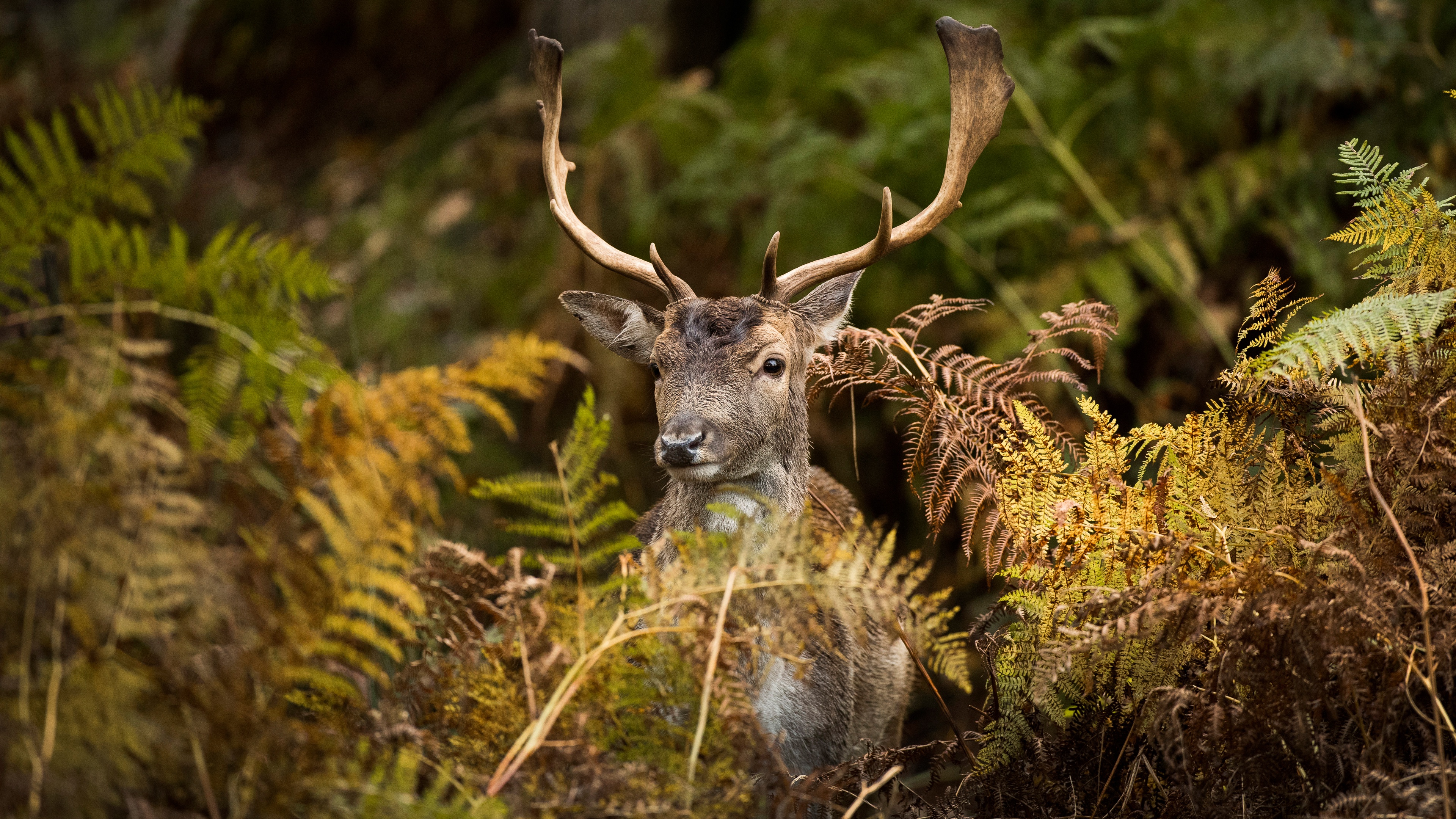 Deer 4k Ultra HD Wallpaper | Background Image | 3840x2160 | ID:1057878