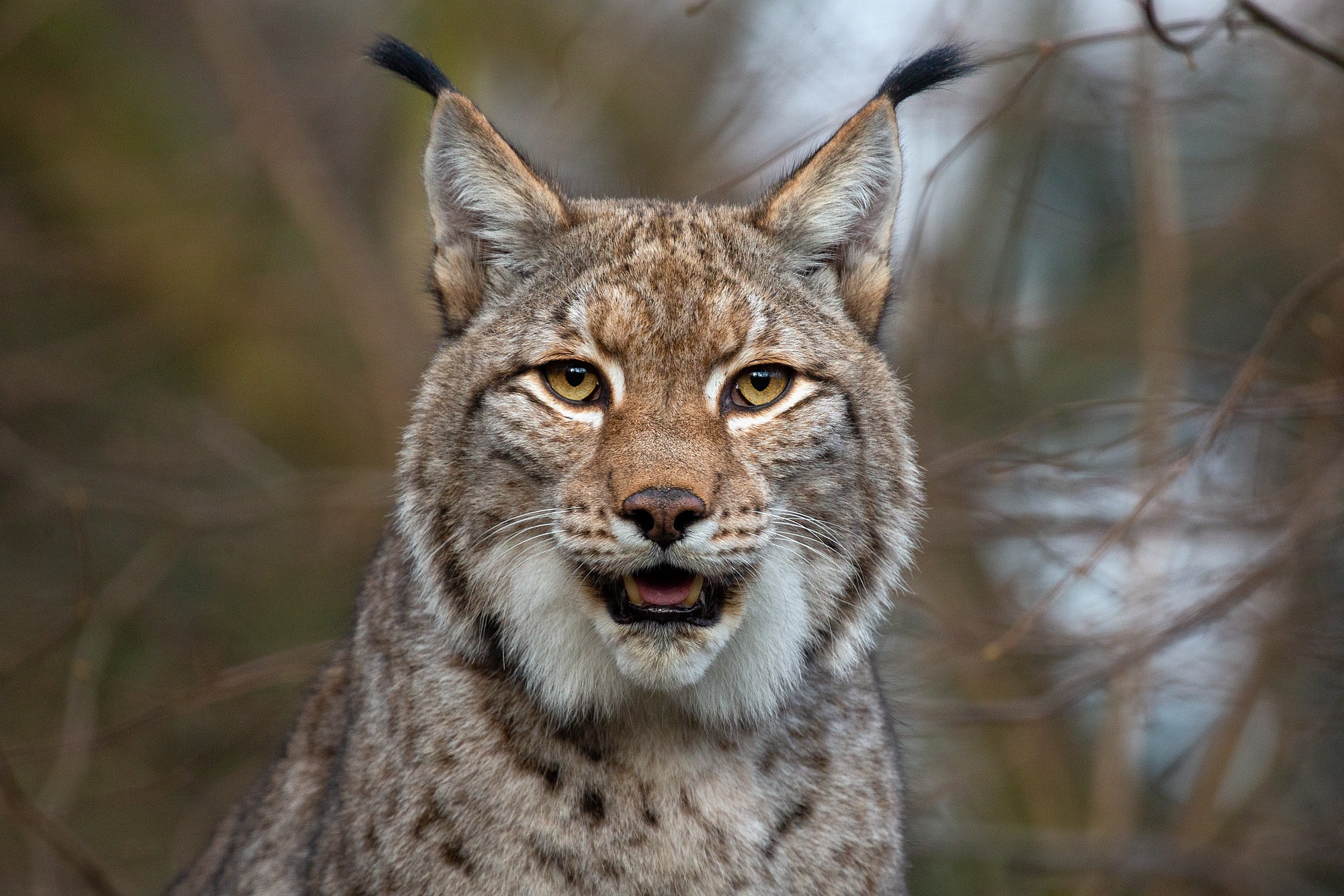 Download Animal Lynx HD Wallpaper