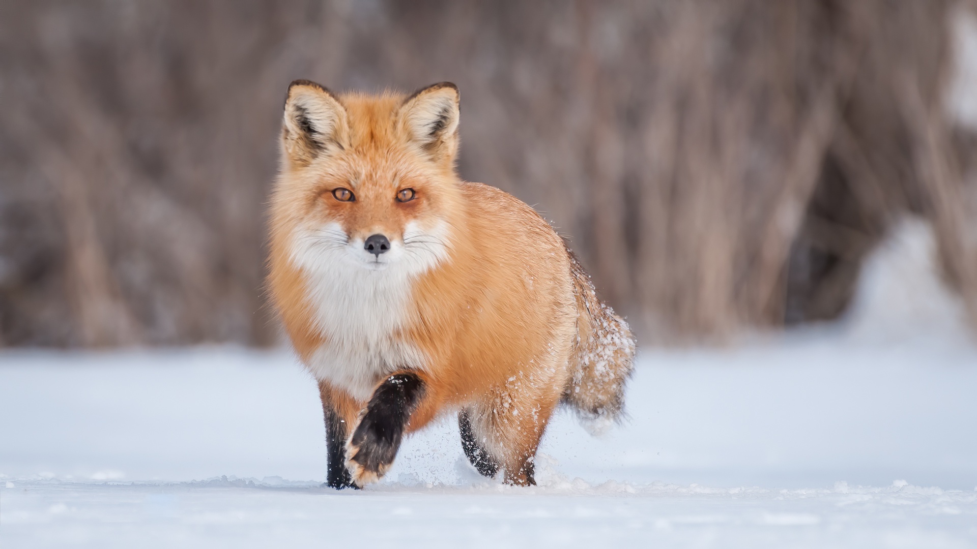 Download Animal Fox HD Wallpaper