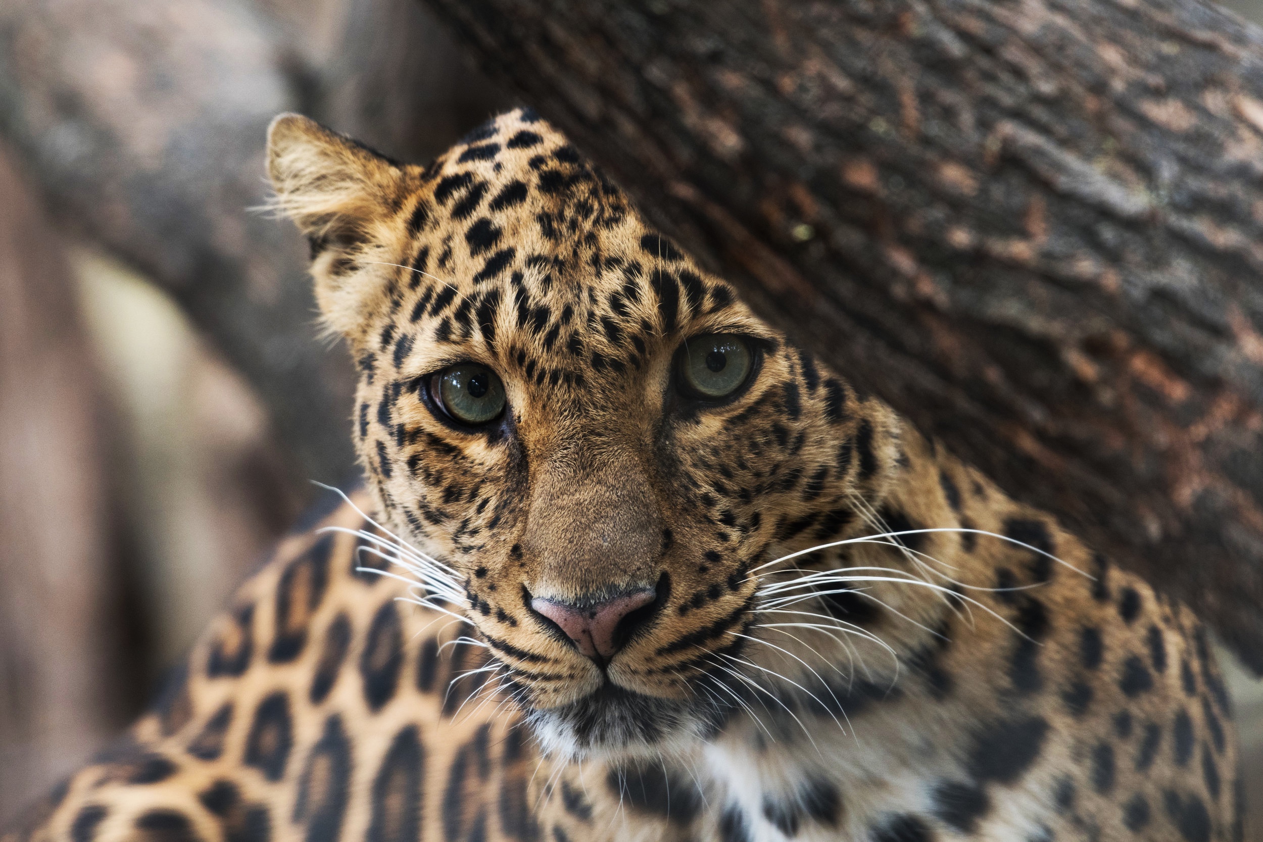 Leopard in a Tree