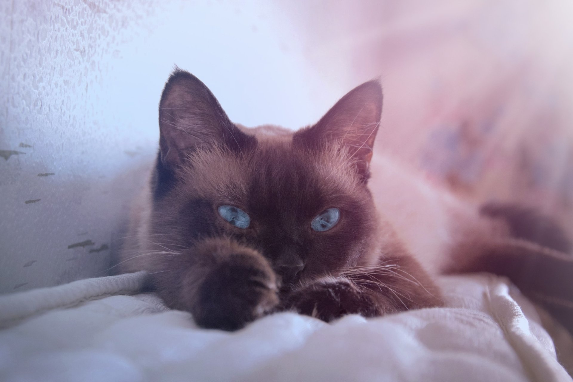 HD desktop wallpaper featuring a close-up of a Siamese cat with striking blue eyes resting on a soft surface.
