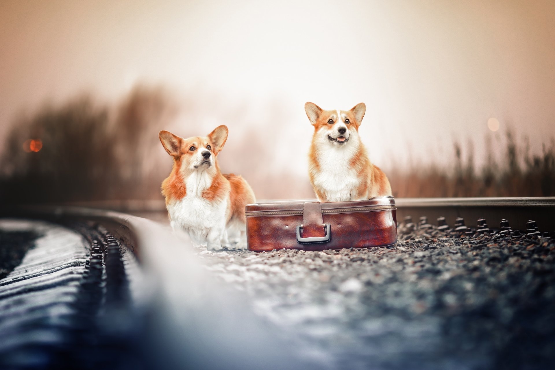 Download Dog Suitcase Animal Corgi HD Wallpaper