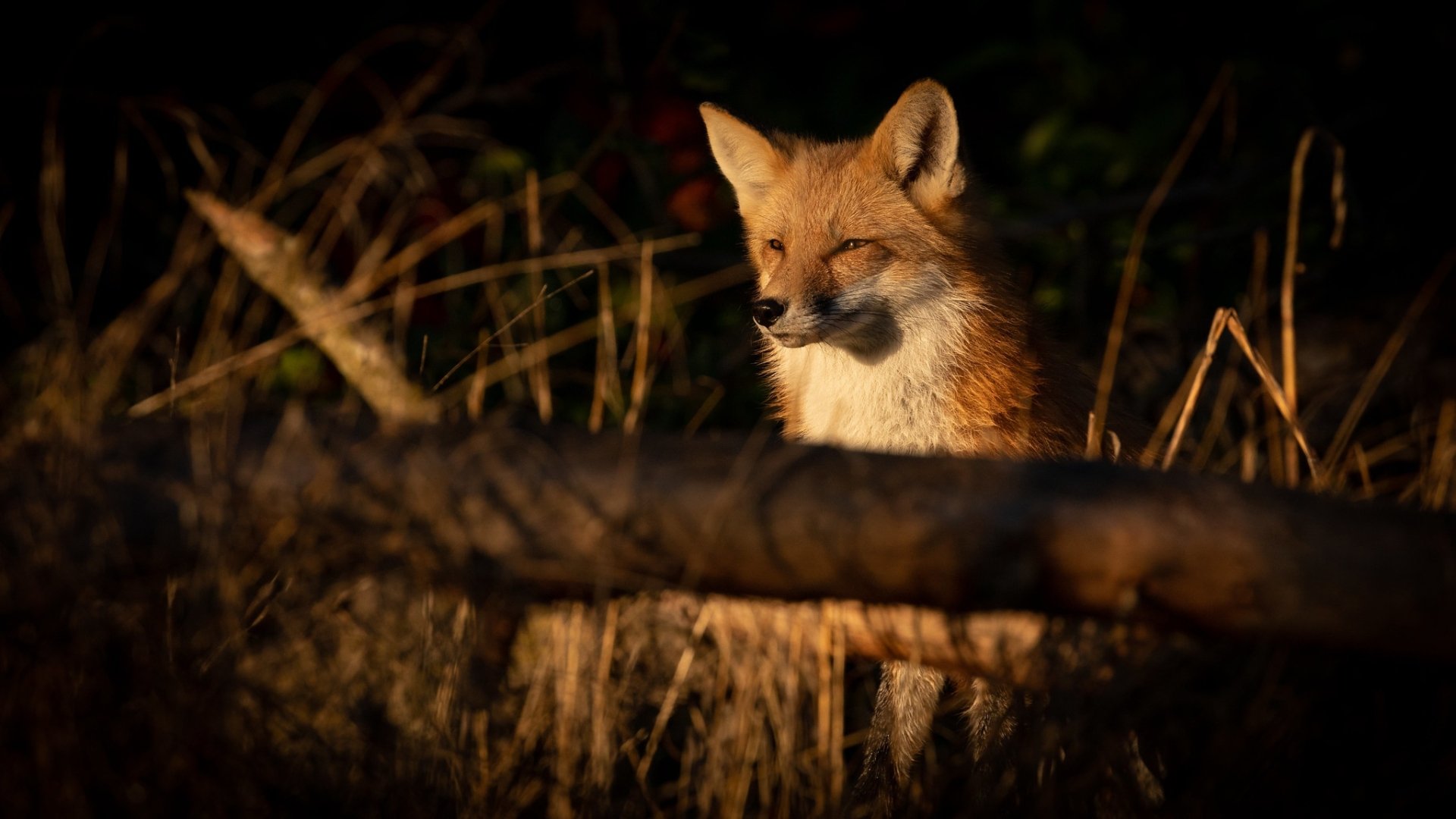 HD PC desktop wallpaper featuring a close-up of a fox partially hidden among dry grass and branches in warm, natural lighting.