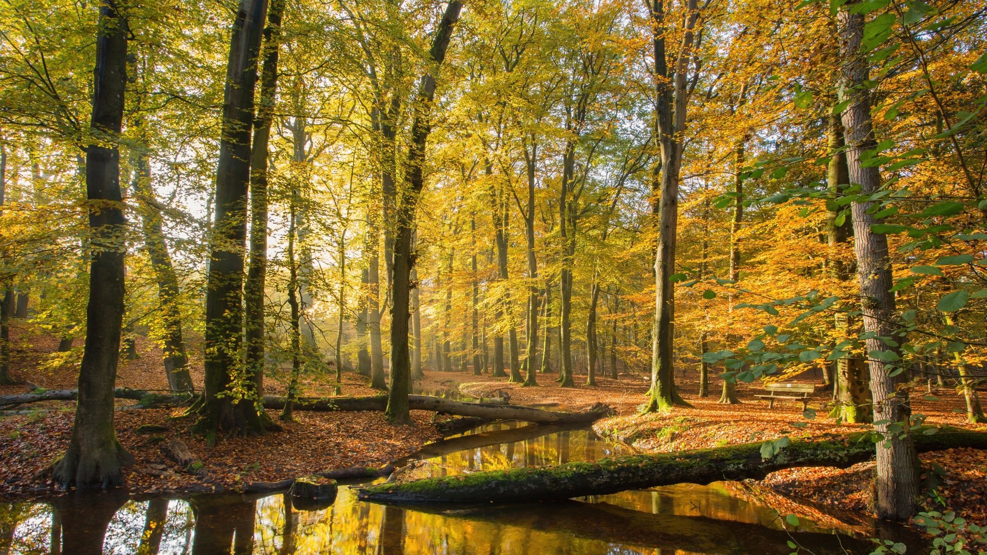 Download Forest Nature Fall River 4k Ultra HD Wallpaper | 5120x2880 ...