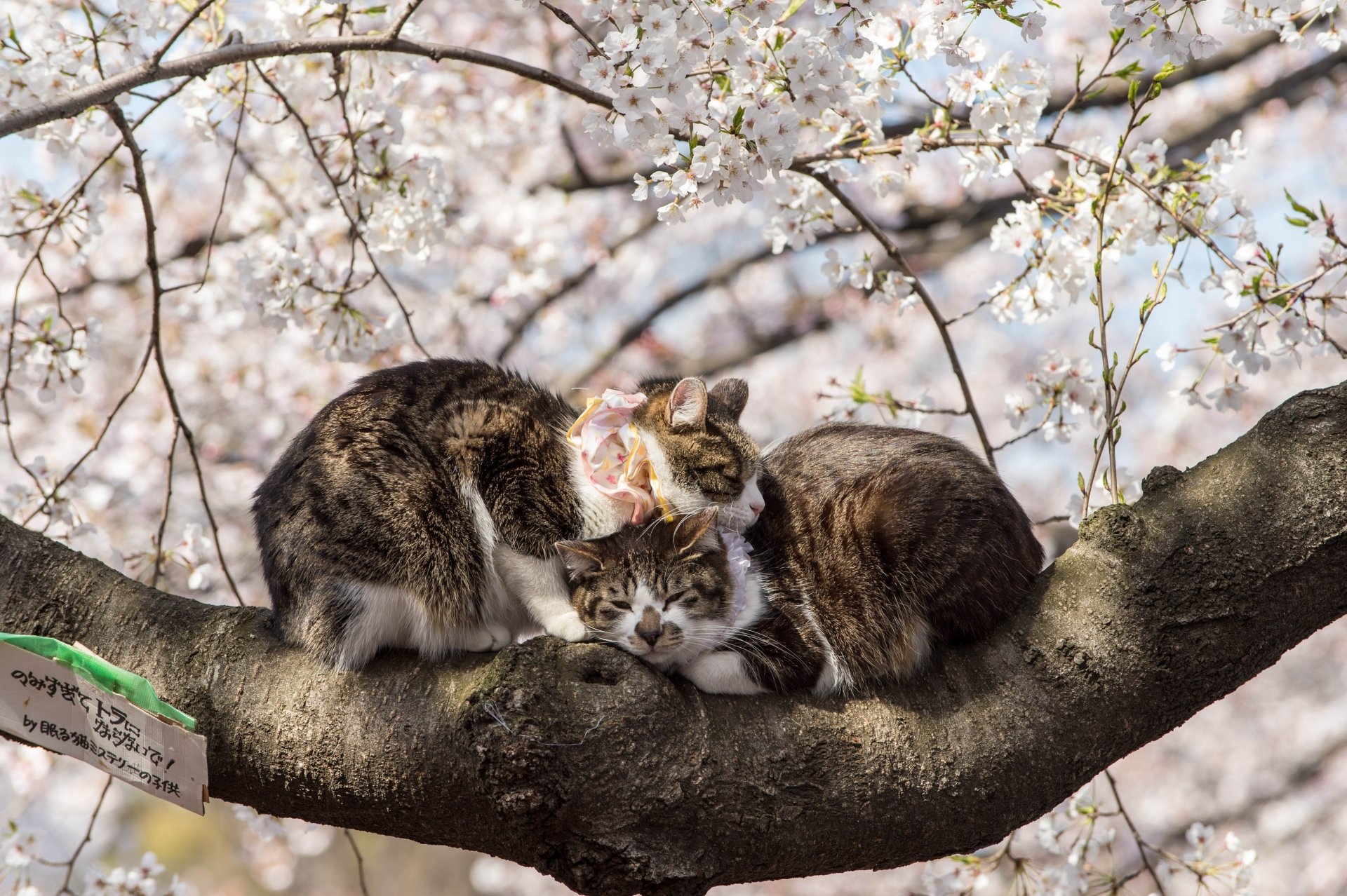 Two cute cats cuddle and sleep peacefully on a tree branch surrounded by delicate blossoms in this 4K Ultra HD desktop wallpaper.