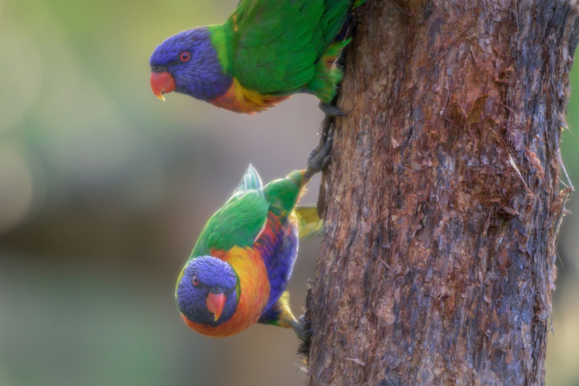 HD desktop wallpaper featuring two colorful rainbow lorikeet parrots perched on a tree trunk against a blurred natural background.
