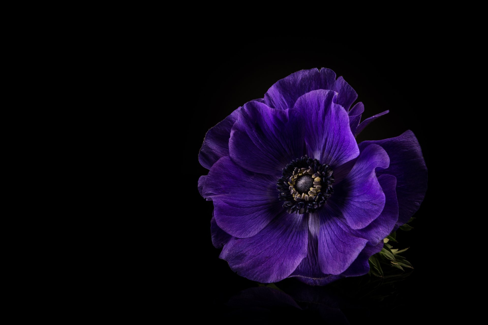 Download Purple Flower Flower Nature Anemone 4k Ultra HD Wallpaper