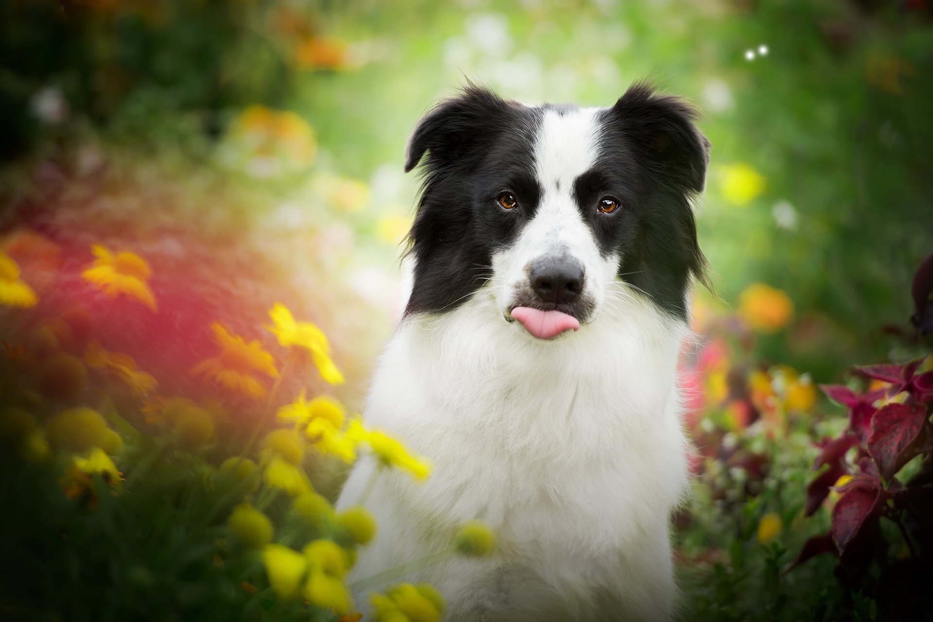 Download Dog Animal Border Collie HD Wallpaper by Audrey Bellot