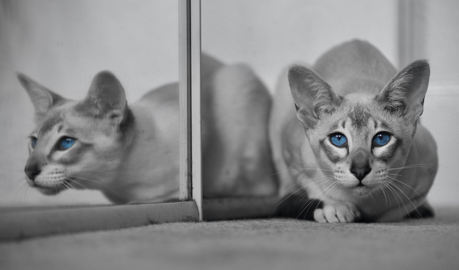 Download Selective Color Reflection Animal Cat 4k Ultra HD Wallpaper