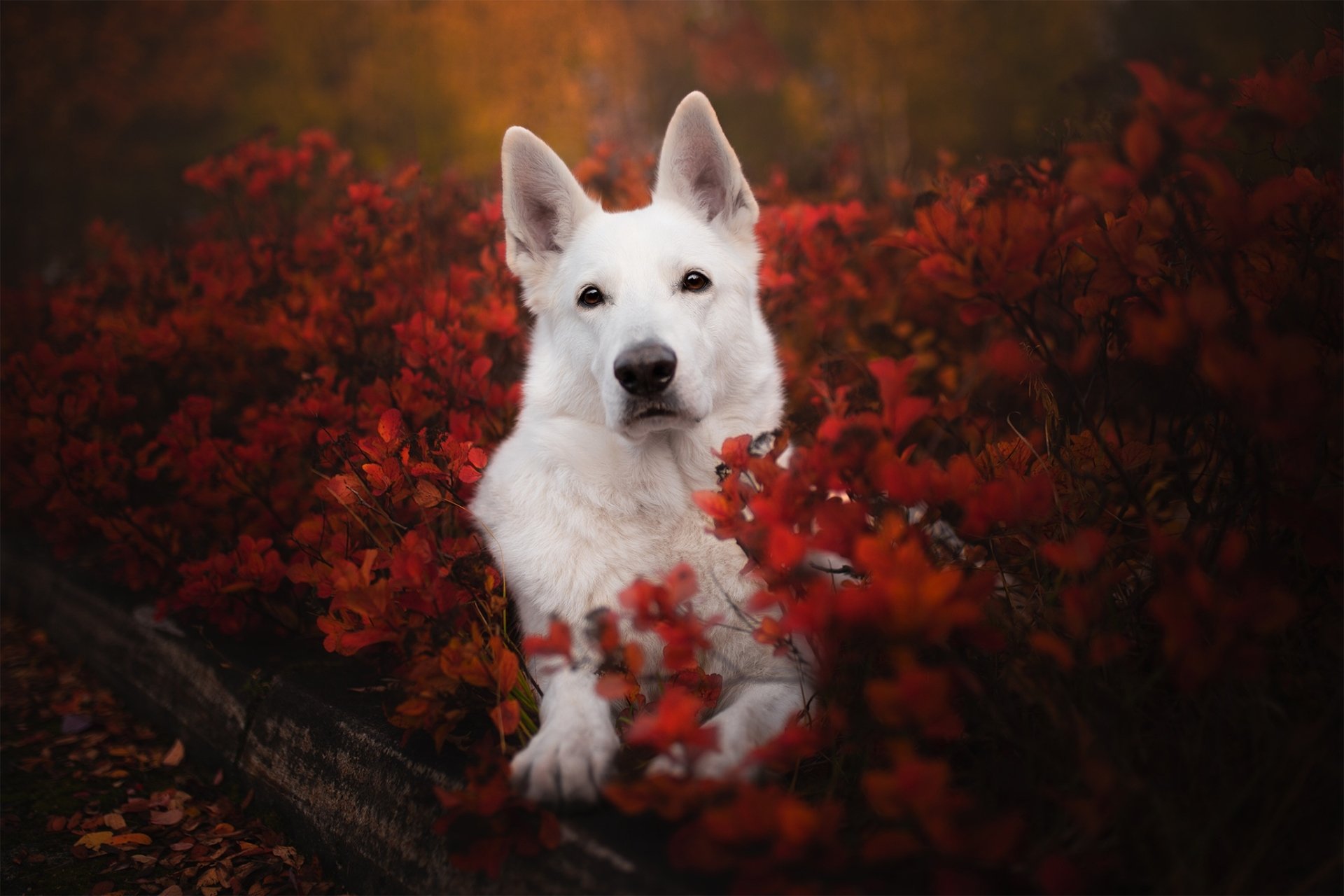 Download Dog Animal Berger Blanc Suisse Hd Wallpaper