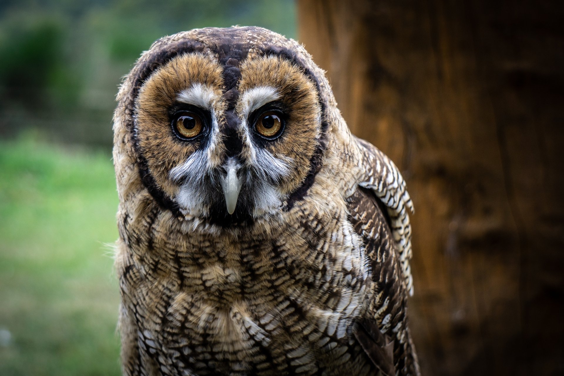 Owl 4k Ultra HD Wallpaper | Background Image | 3840x2560