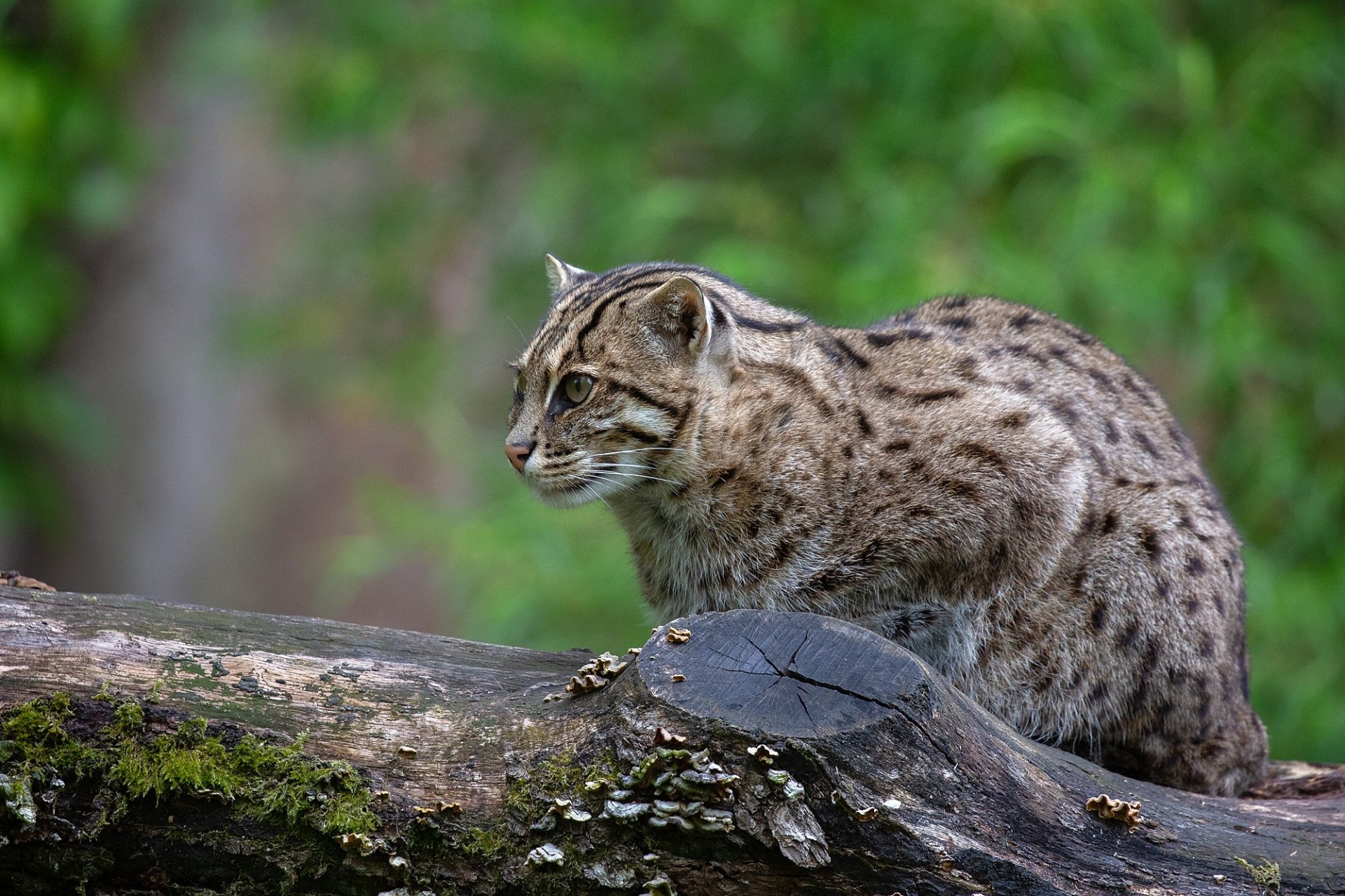 Download Animal Ocelot HD Wallpaper