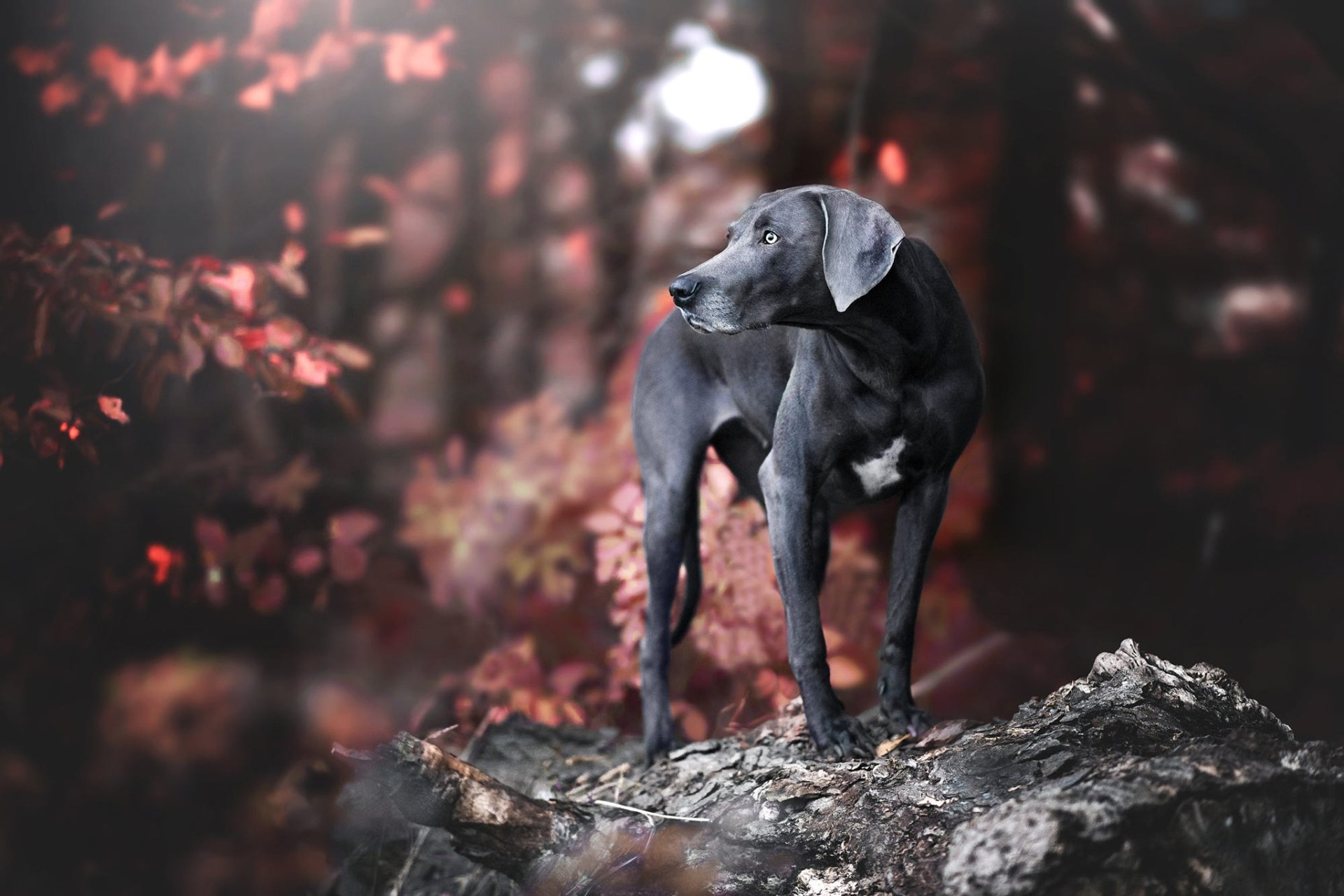 Download Dog Animal Weimaraner HD Wallpaper