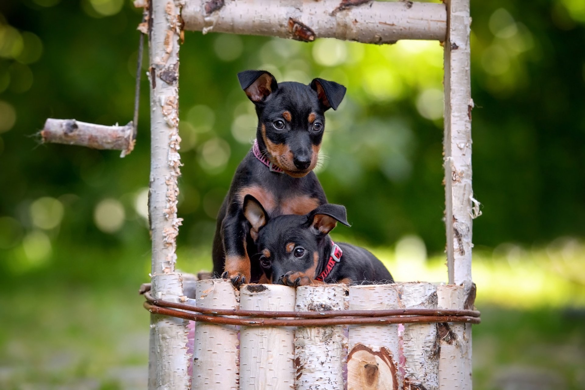 Two Doberman Pinscher puppies framed by a rustic wooden structure with a soft green bokeh background, captured in HD as a charming desktop wallpaper.
