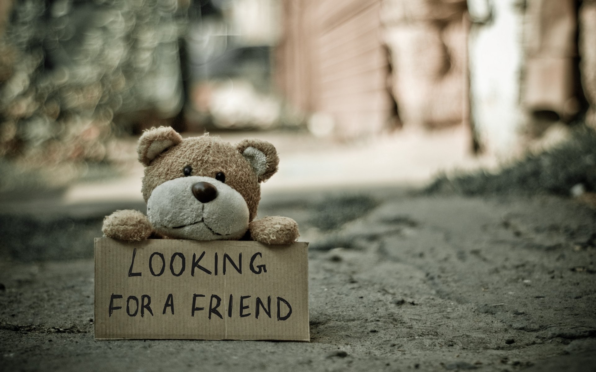 4K Ultra HD PC desktop wallpaper: a teddy bear stuffed animal sits on a path holding a 'LOOKING FOR A FRIEND' sign; shallow depth of field highlights the friend statement.