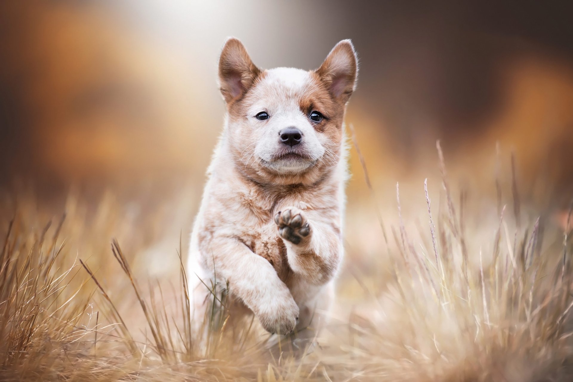 Animal Akita HD Wallpaper by Dana Thimel