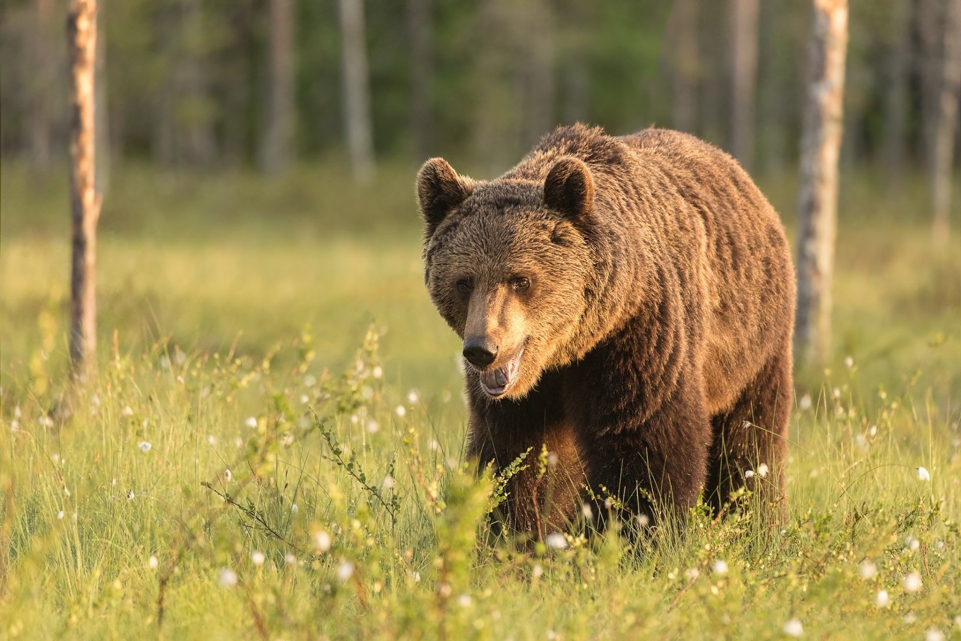 Download Animal Bear HD Wallpaper