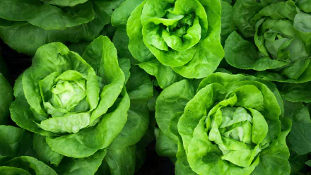 green vegetable food lettuce HD Desktop Wallpaper | Background Image