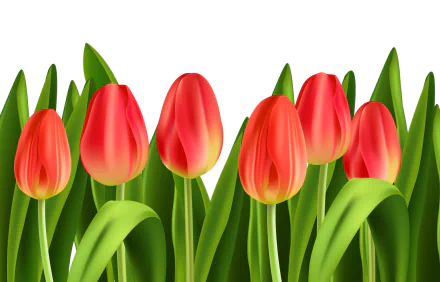  Orange Tulips