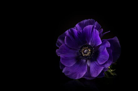 Purple Anemone