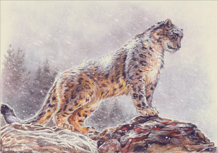 snowfall Animal snow leopard HD Desktop Wallpaper | Background Image