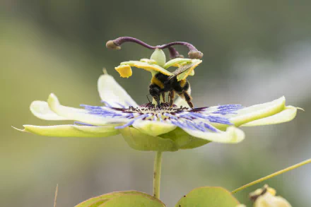 passion flower Animal bumblebee HD Desktop Wallpaper | Background Image