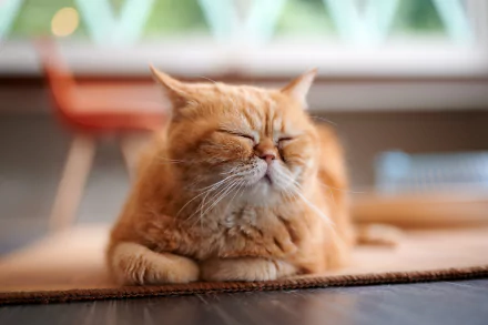 Animal cat HD Desktop Wallpaper | Background Image