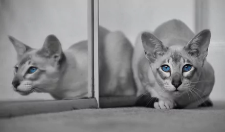 selective color reflection Animal cat HD Desktop Wallpaper | Background Image