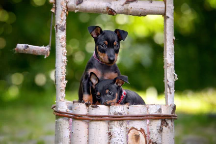 Two Doberman Pinscher puppies framed by a rustic wooden structure with a soft green bokeh background, captured in HD as a charming desktop wallpaper.