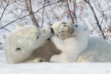 Cute polar bear cub playing with its parent in the snow, animal scene captured as an HD PC desktop wallpaper and background.
