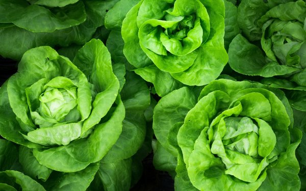 Lettuce HD Wallpapers | Background Images