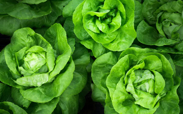 green vegetable food lettuce HD Desktop Wallpaper | Background Image