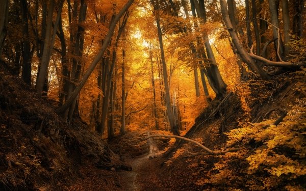 Earth Fall Forest Tree Poland Path Nature HD Wallpaper | Background Image