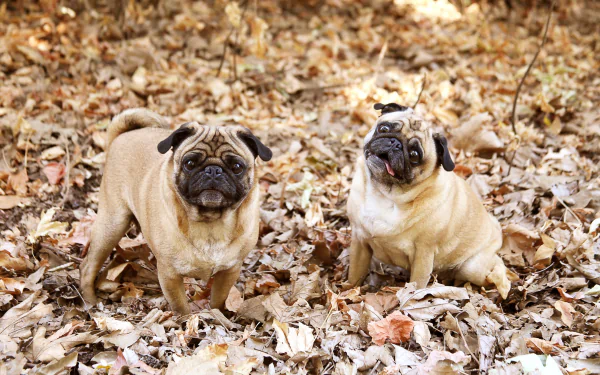 dog Animal pug HD Desktop Wallpaper | Background Image