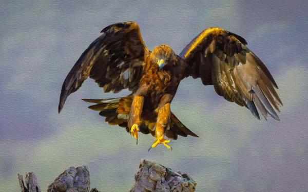 Golden Eagle - Fine Oil on Canvas
