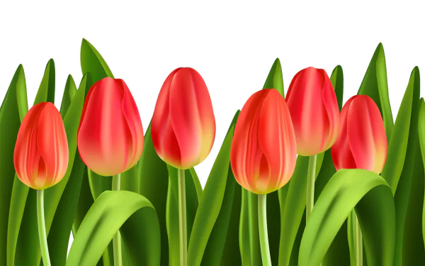  Orange Tulips
