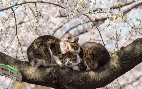  Two Cats Sleeping on Tree Branch