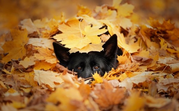 Animal Dog Dogs Stare Leaf HD Wallpaper | Background Image