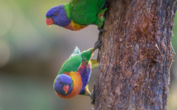 HD desktop wallpaper featuring two colorful rainbow lorikeet parrots perched on a tree trunk against a blurred natural background.