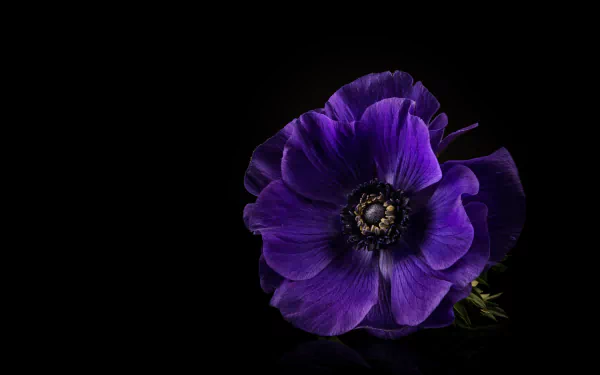  Purple Anemone
