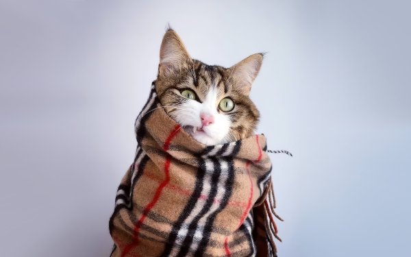 Animal Cat Cats Scarf HD Wallpaper | Background Image