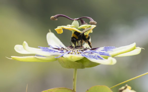 passion flower Animal bumblebee HD Desktop Wallpaper | Background Image