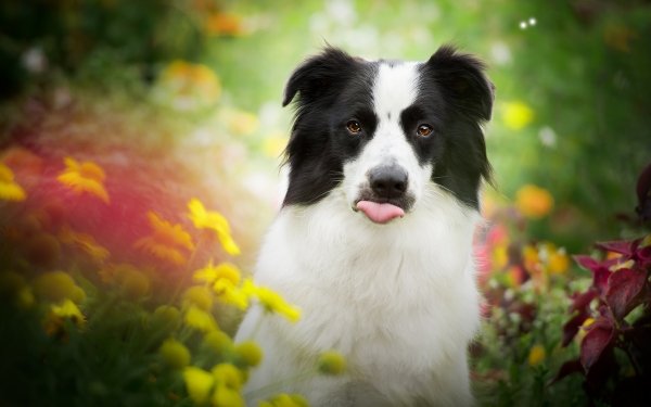 Animal Border Collie Dogs Dog HD Wallpaper | Background Image