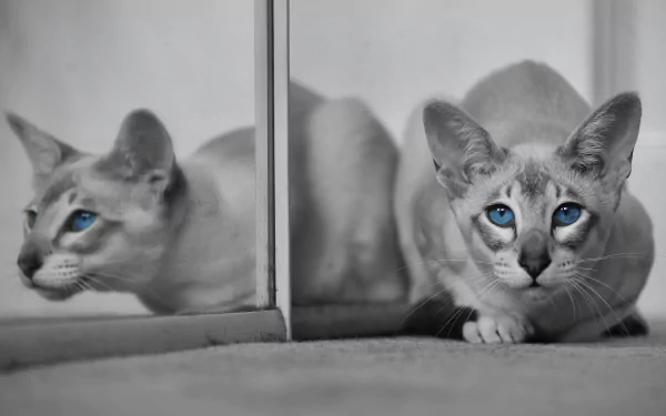 selective color reflection Animal cat HD Desktop Wallpaper | Background Image