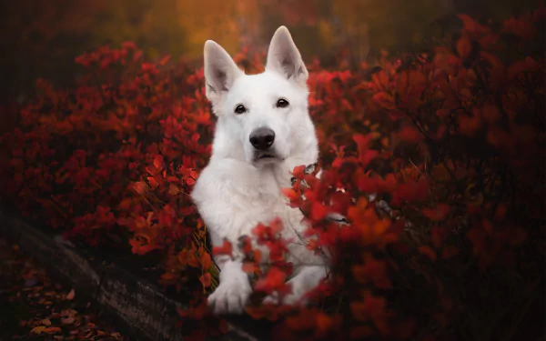 dog Animal berger blanc suisse HD Desktop Wallpaper | Background Image