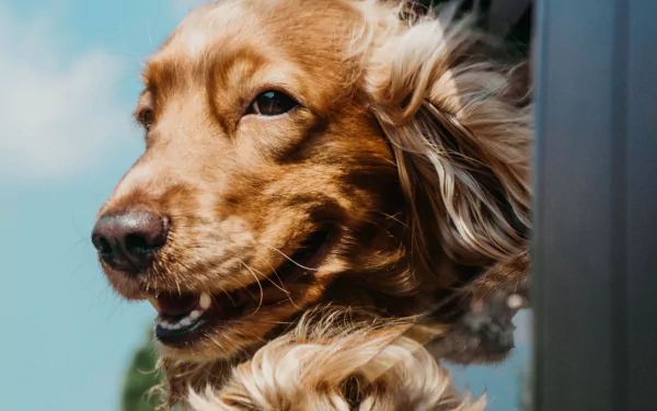 dog Animal cocker spaniel HD Desktop Wallpaper | Background Image