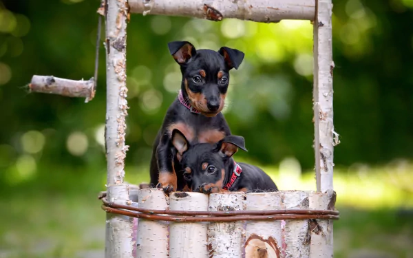 Two Doberman Pinscher puppies framed by a rustic wooden structure with a soft green bokeh background, captured in HD as a charming desktop wallpaper.
