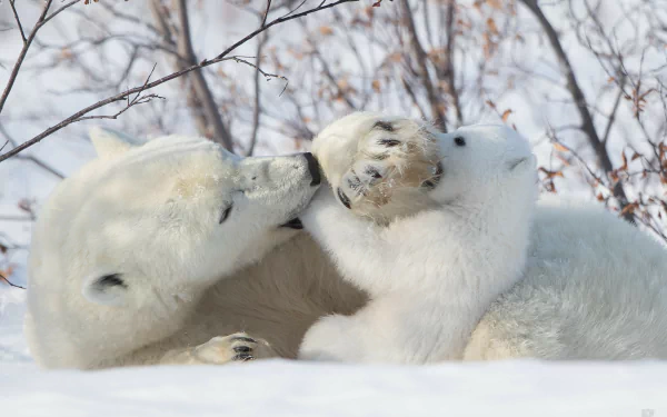 Cute polar bear cub playing with its parent in the snow, animal scene captured as an HD PC desktop wallpaper and background.
