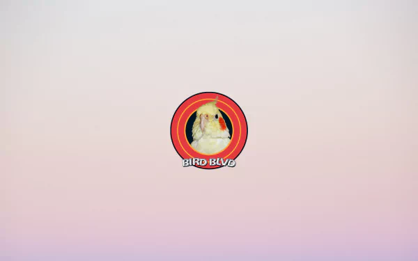  Bird Blvd - Taiyo the cockatiel